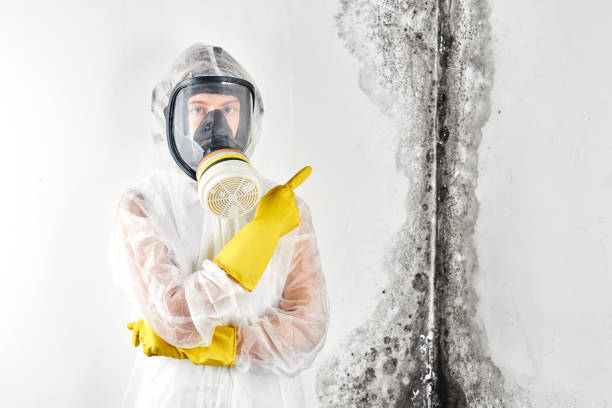 Why You Should Choose Our Mold Remediation Services in Mayo, MD